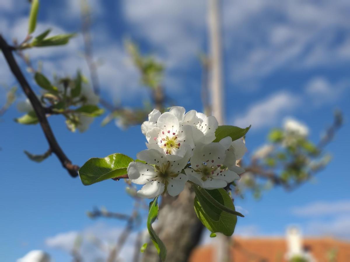 Гостьовий будинок Quinta Da Timpeira Ламегу Екстер'єр фото